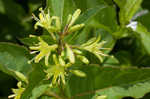 Southern bush honeysuckle